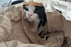 Of all her toys, packing paper is Athena's favorite.